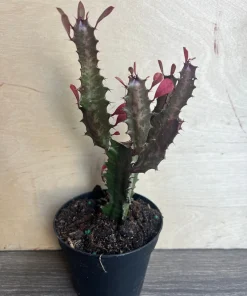 Trigona Purple in 4