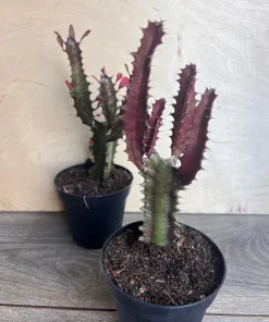 Trigona Purple in 4