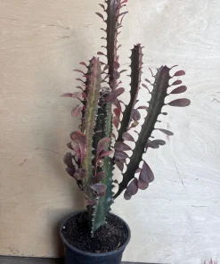 Trigona Purple in 4