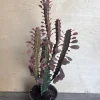 Trigona Purple in 4", African Milk Tree, Cactus, Succulent, Live plant - Image 1