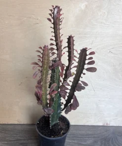 Trigona Purple in 4", African Milk Tree, Cactus, Succulent, Live plant - Image 1