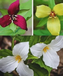 Trillium Bare Root Plants - Mixed Colors Red, White & Yellow - 15 Count - Outdoor Wildflowers - Image 1