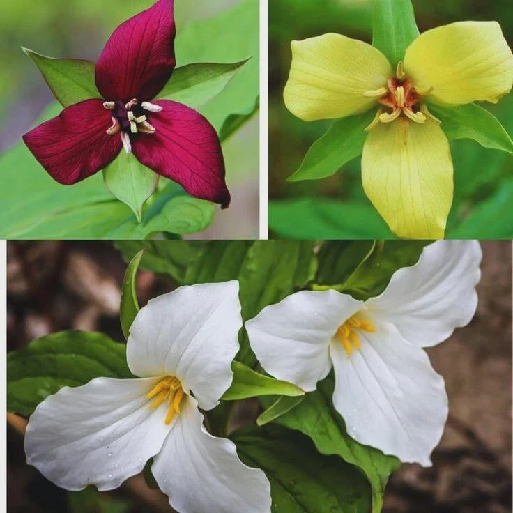 Trillium Bare Root Plants - Mixed Colors Red, White & Yellow - 15 Count - Outdoor Wildflowers - Image 1