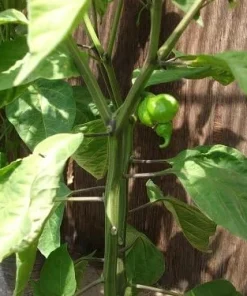Trinidad Scorpion Butch T Chile Pepper Seeds - 10 Count - Red Hot - Image 3