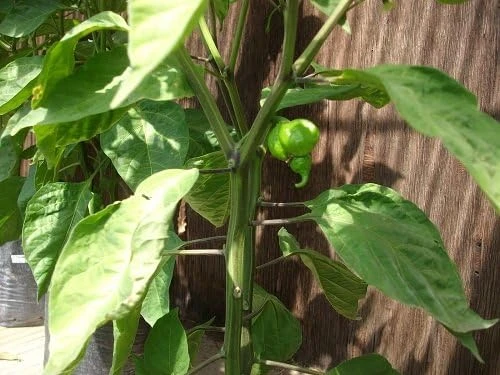 Trinidad Scorpion Butch T Chile Pepper Seeds - 10 Count - Red Hot - Image 3