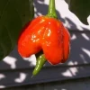 Trinidad Scorpion Butch T Chile Pepper Seeds - 10 Count - Red Hot - Image 1