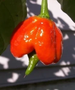Trinidad Scorpion Butch T Chile Pepper Seeds - 10 Count - Red Hot - Image 1