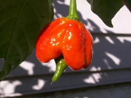 Trinidad Scorpion Butch T Chile Pepper Seeds - 10 Count - Red Hot - Image 1