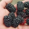 Triple Crown Thornless Blackberry Live Plant – Rubus fruticosus – 3.25" Pot - Image 1