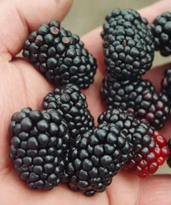 Triple Crown Thornless Blackberry Live Plant – Rubus fruticosus – 3.25