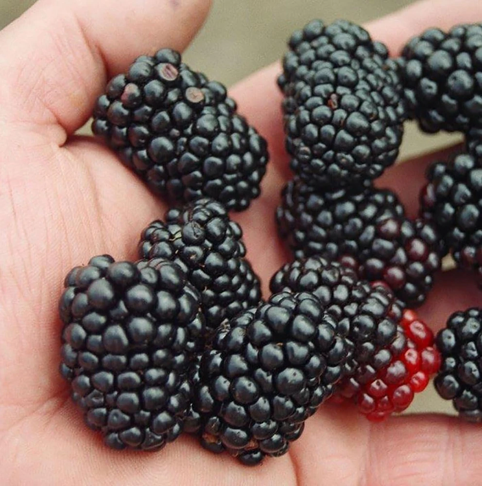 Triple Crown Thornless Blackberry Live Plant – Rubus fruticosus – 3.25" Pot - Image 1