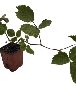 Triple Crown Thornless Blackberry Live Plant – Rubus fruticosus – 3.25" Pot - Image 2