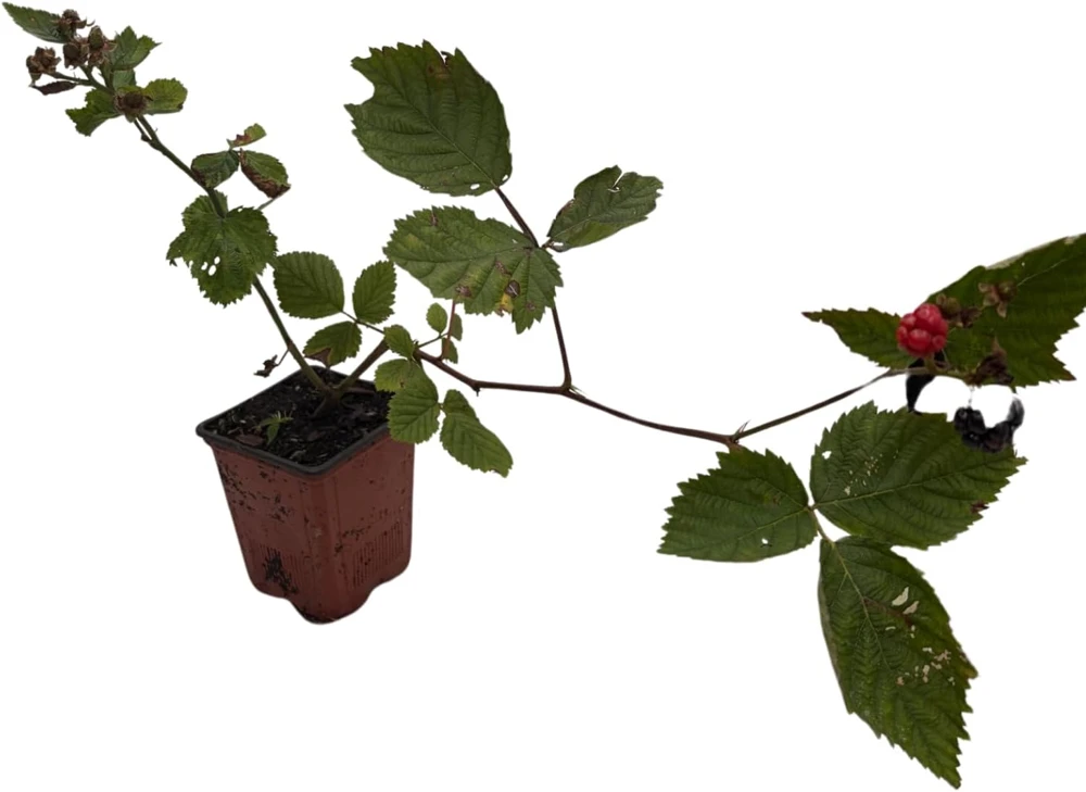 Triple Crown Thornless Blackberry Live Plant – Rubus fruticosus – 3.25" Pot - Image 2
