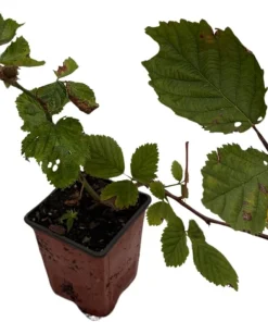 Triple Crown Thornless Blackberry Live Plant – Rubus fruticosus – 3.25