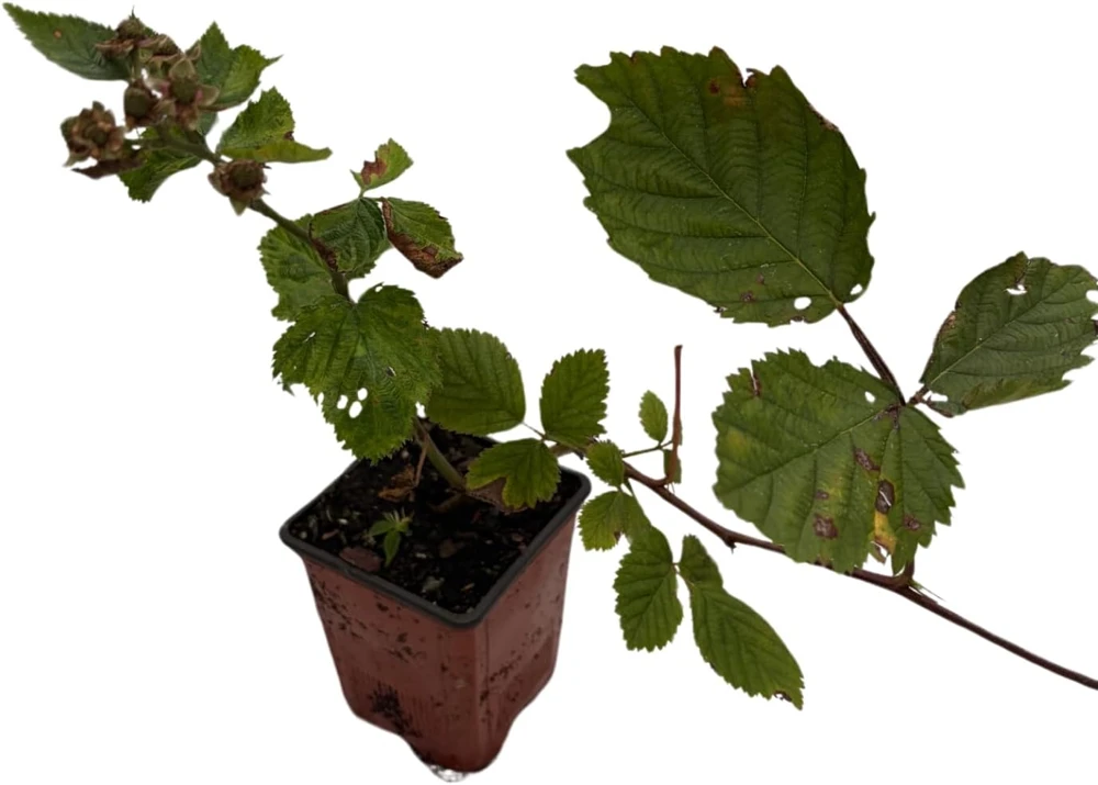 Triple Crown Thornless Blackberry Live Plant – Rubus fruticosus – 3.25" Pot - Image 3