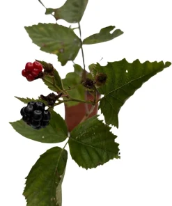 Triple Crown Thornless Blackberry Live Plant – Rubus fruticosus – 3.25