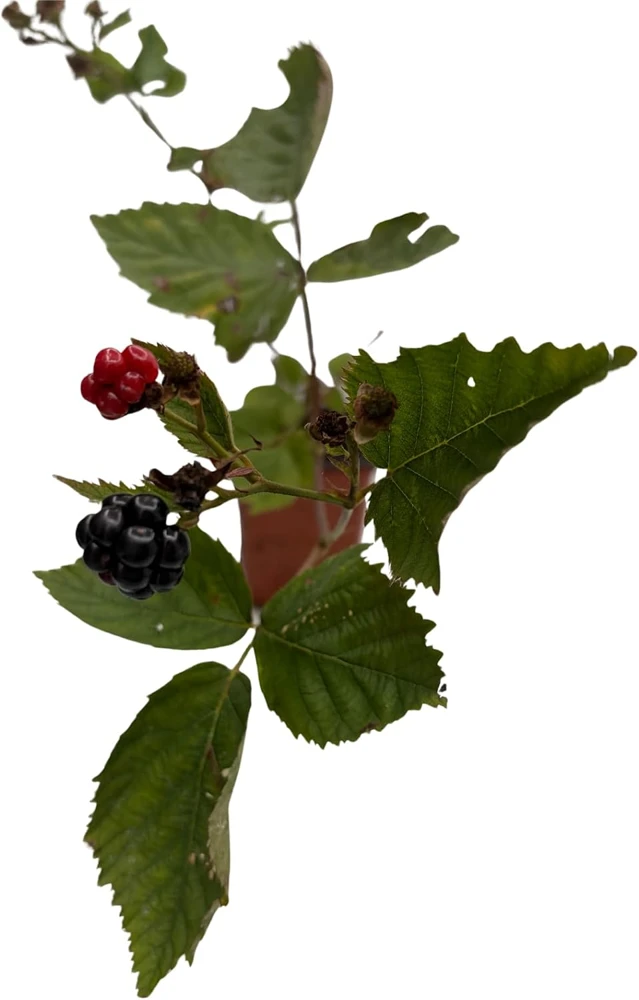 Triple Crown Thornless Blackberry Live Plant – Rubus fruticosus – 3.25" Pot - Image 4