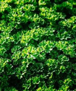 Triple Curled Parsley Seeds - 1500 Count, Petroselinum Hortensis, Herb Vegetable - Image 10