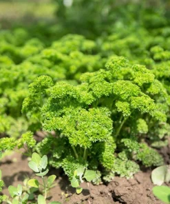 Triple Curled Parsley Seeds - 1500 Count, Petroselinum Hortensis, Herb Vegetable - Image 11