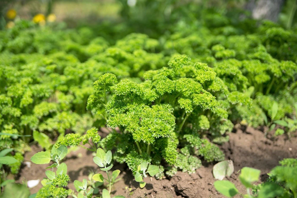 Triple Curled Parsley Seeds - 1500 Count, Petroselinum Hortensis, Herb Vegetable - Image 11