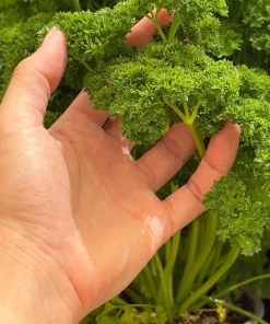 Triple Curled Parsley Seeds - 1500 Count, Petroselinum Hortensis, Herb Vegetable - Image 12