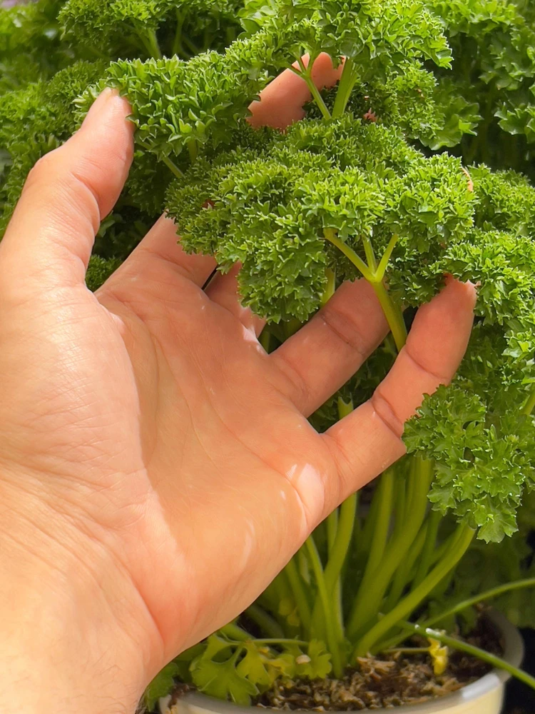 Triple Curled Parsley Seeds - 1500 Count, Petroselinum Hortensis, Herb Vegetable - Image 12