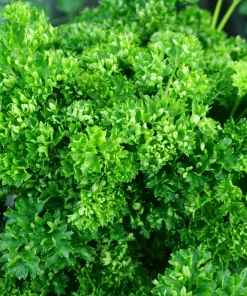 Triple Curled Parsley Seeds - 1500 Count, Petroselinum Hortensis, Herb Vegetable - Image 2