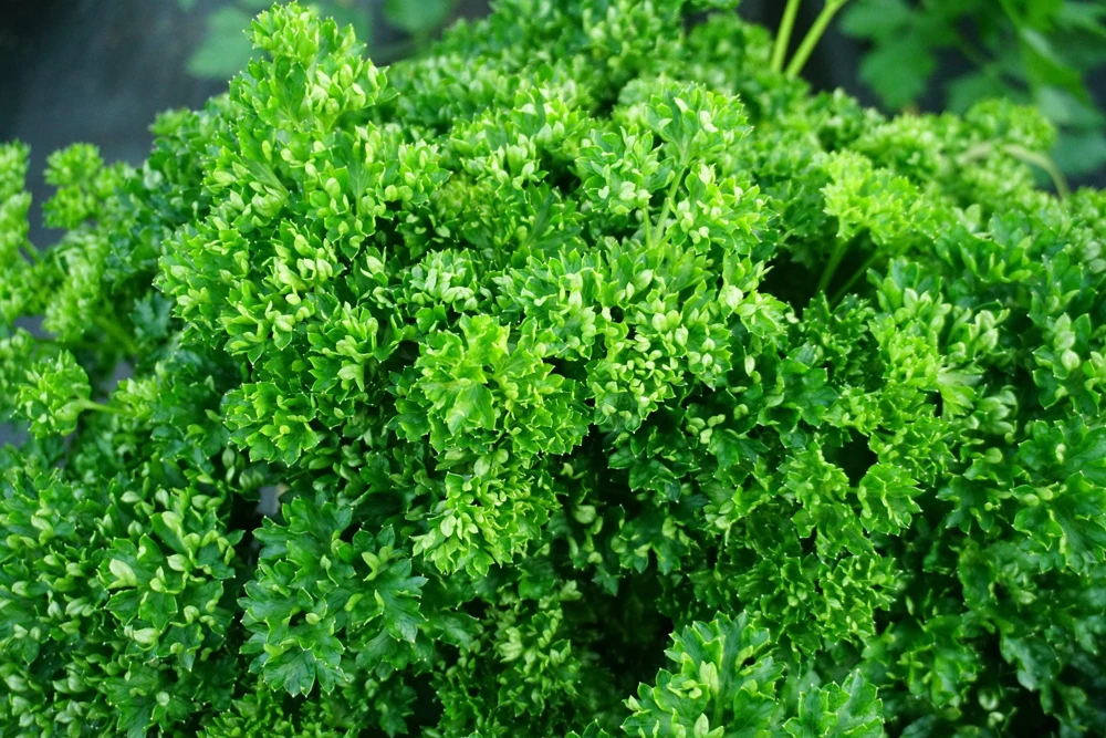 Triple Curled Parsley Seeds - 1500 Count, Petroselinum Hortensis, Herb Vegetable - Image 2