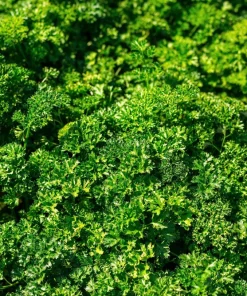 Triple Curled Parsley Seeds - 1500 Count, Petroselinum Hortensis, Herb Vegetable - Image 3