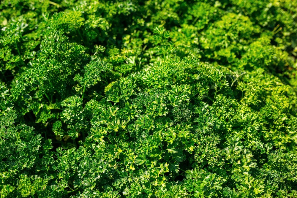 Triple Curled Parsley Seeds - 1500 Count, Petroselinum Hortensis, Herb Vegetable - Image 3