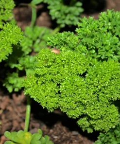 Triple Curled Parsley Seeds - 1500 Count, Petroselinum Hortensis, Herb Vegetable - Image 4