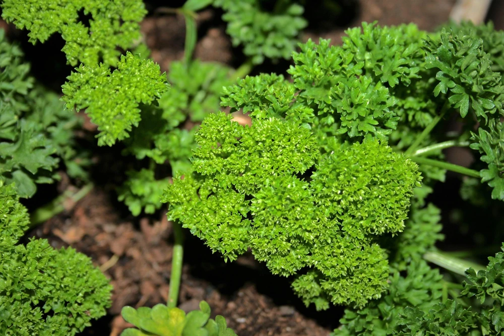 Triple Curled Parsley Seeds - 1500 Count, Petroselinum Hortensis, Herb Vegetable - Image 4