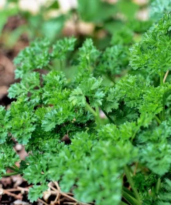 Triple Curled Parsley Seeds - 1500 Count, Petroselinum Hortensis, Herb Vegetable - Image 5