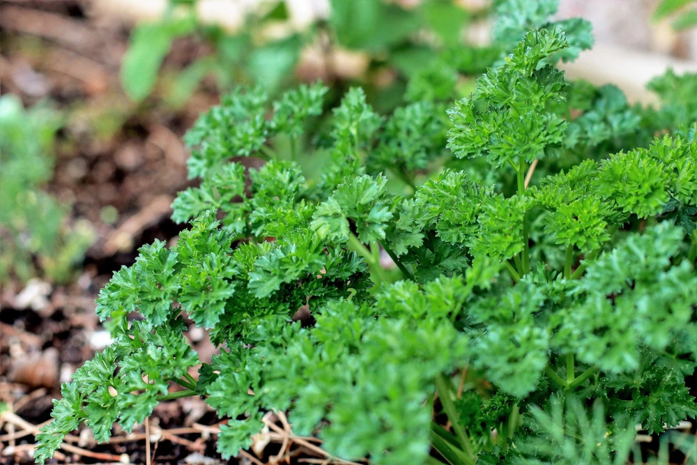 Triple Curled Parsley Seeds - 1500 Count, Petroselinum Hortensis, Herb Vegetable - Image 5