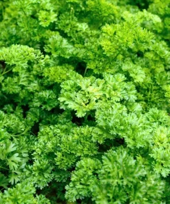 Triple Curled Parsley Seeds - 1500 Count, Petroselinum Hortensis, Herb Vegetable - Image 6
