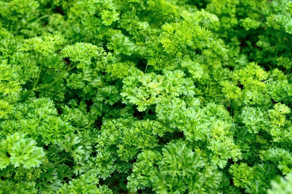 Triple Curled Parsley Seeds - 1500 Count, Petroselinum Hortensis, Herb Vegetable - Image 6