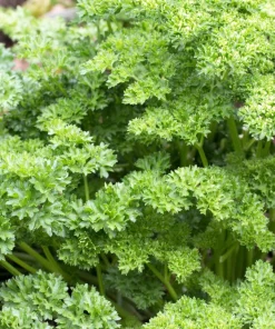 Triple Curled Parsley Seeds - 1500 Count, Petroselinum Hortensis, Herb Vegetable - Image 7