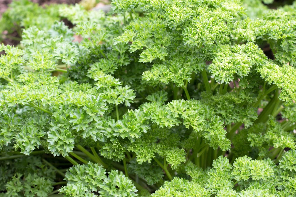 Triple Curled Parsley Seeds - 1500 Count, Petroselinum Hortensis, Herb Vegetable - Image 7