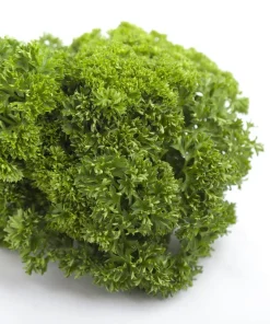 Triple Curled Parsley Seeds - 1500 Count, Petroselinum Hortensis, Herb Vegetable - Image 8