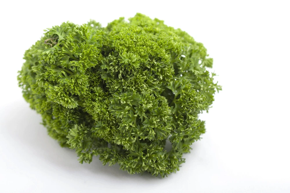 Triple Curled Parsley Seeds - 1500 Count, Petroselinum Hortensis, Herb Vegetable - Image 8