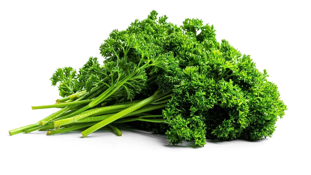 Triple Curled Parsley Seeds - 1500 Count, Petroselinum Hortensis, Herb Vegetable - Image 9