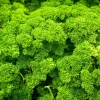 Triple Curled Parsley Seeds - 1500 Count, Petroselinum Hortensis, Herb Vegetable - Image 1