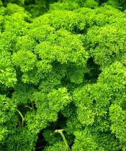 Triple Curled Parsley Seeds - 1500 Count, Petroselinum Hortensis, Herb Vegetable - Image 1