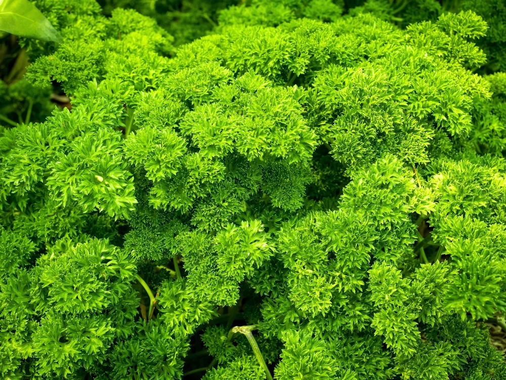 Triple Curled Parsley Seeds - 1500 Count, Petroselinum Hortensis, Herb Vegetable - Image 1