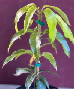 Triple Sec mango , grafted in 3 gallons pot. No Ship to CA and HI - Image 2
