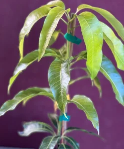 Triple Sec mango , grafted in 3 gallons pot. No Ship to CA and HI - Image 3