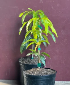 Triple Sec mango , grafted in 3 gallons pot. No Ship to CA and HI - Image 4