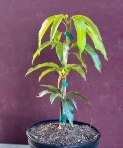 Triple Sec mango , grafted in 3 gallons pot. No Ship to CA and HI - Image 5