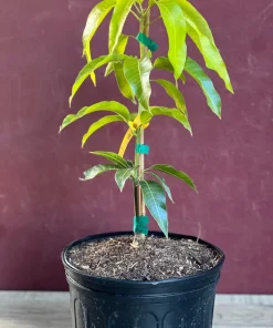 Triple Sec mango , grafted in 3 gallons pot. No Ship to CA and HI - Image 6