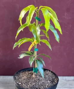 Triple Sec mango , grafted in 3 gallons pot. No Ship to CA and HI - Image 7